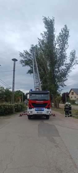 megdőlt nyárfa visszadarabolása