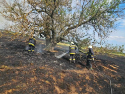 kigyulladt nádas, erdő aljnövényzetének oltása