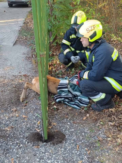 tűzoltók segítenek a kerítésbe szorult őzön