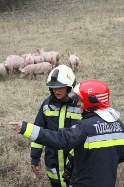 Egy tűzoltó háttal balra mutat mögötte szemből egy mási ktűzoltó mögöttük malacok