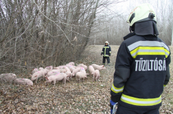 jobbra tűzoltó háttal balra előtte malacok és egy másik tűzoltó