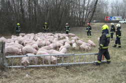 Malacok a földön fekvő létra mögött tűzoltókkal körbevéve