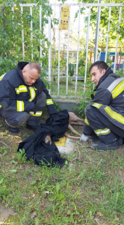 Két oldalt guggoló tűzoltók középen pléddel betakart fekvő őz